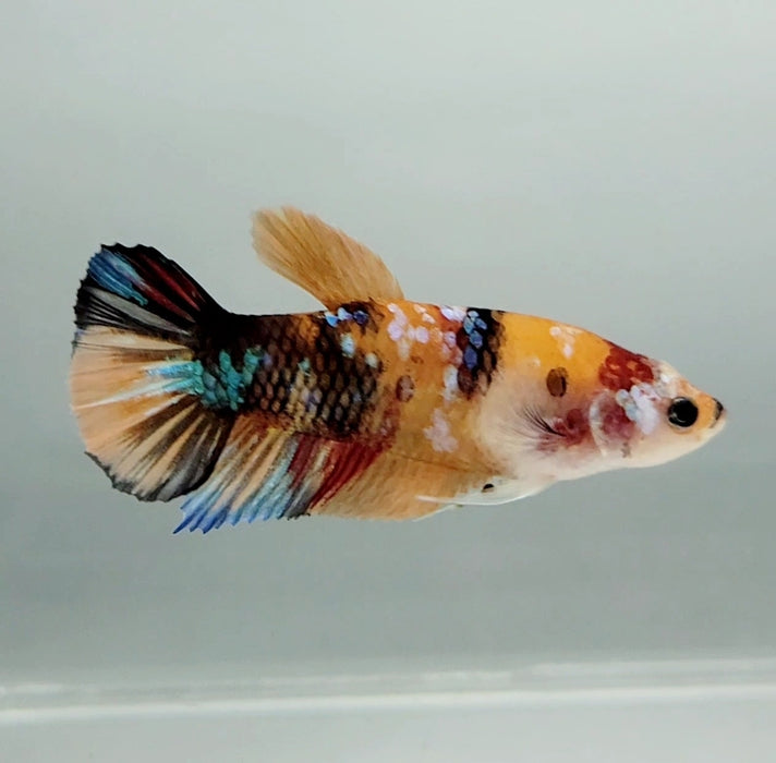 Galaxy Koi Female Betta Fish GK-0885
