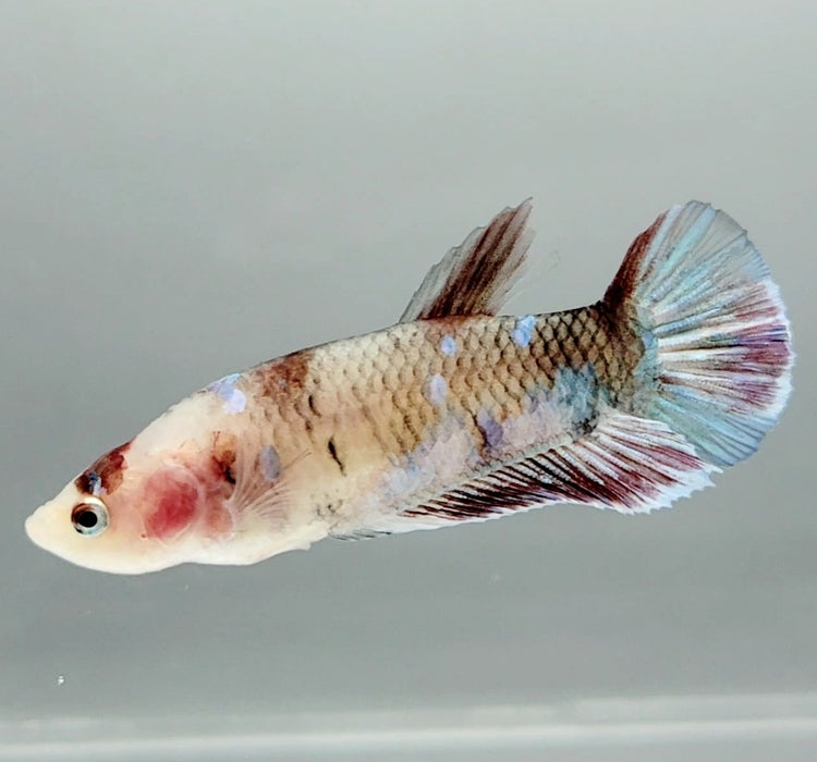 Galaxy Koi Female Betta Fish GK-0887