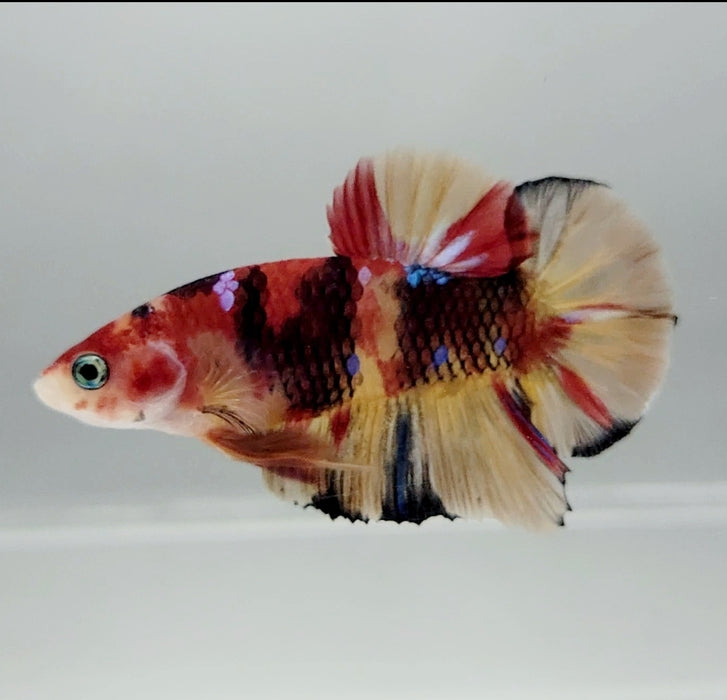 Galaxy Koi Male Betta Fish GK-0894
