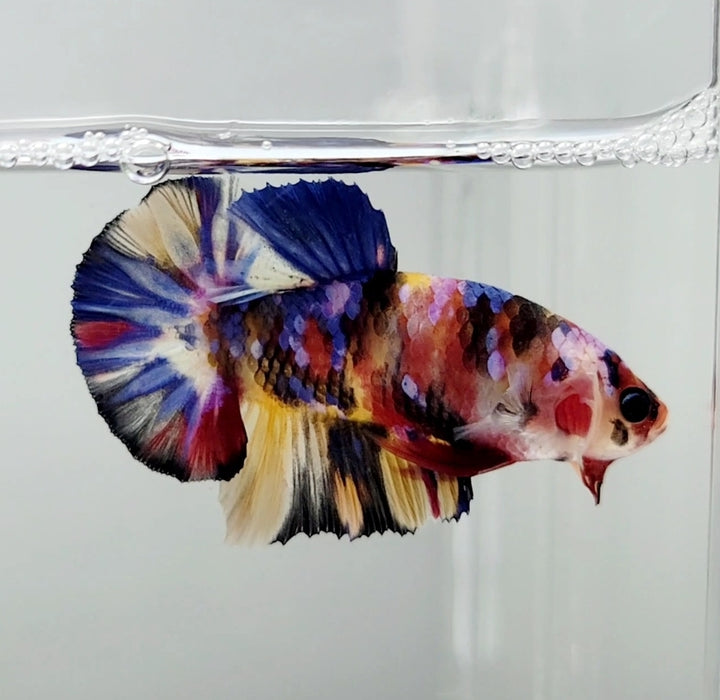 Galaxy Koi Male Betta Fish GK-0895