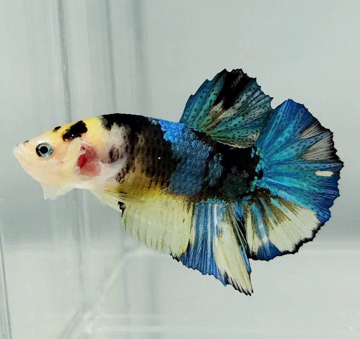 Blue Marble Koi Male Betta Fish GK-0900