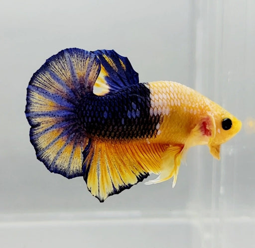 Yellow Hellboy Male Betta Fish HB-0907