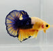 Yellow Hellboy Male Betta Fish HB-0907