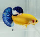 Yellow Hellboy Male Betta Fish HB-0908