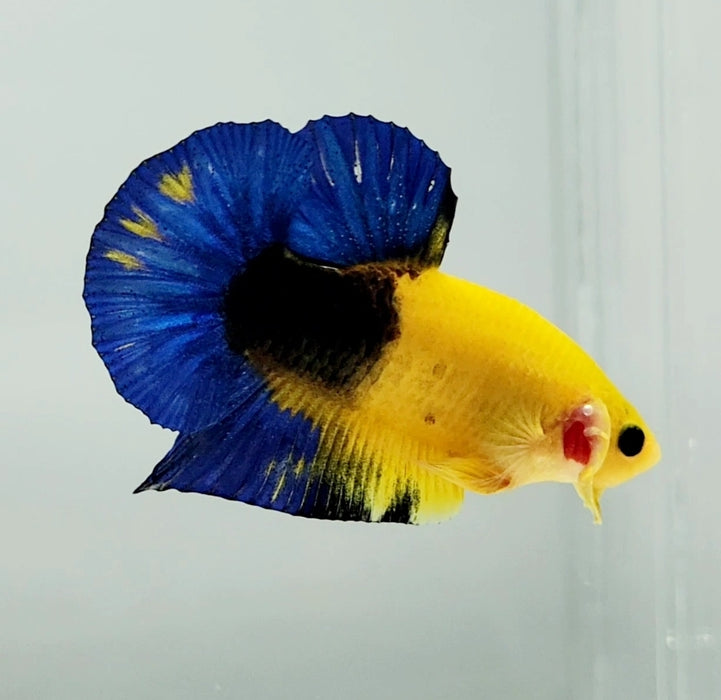 Yellow Hellboy Male Betta Fish HB-0909