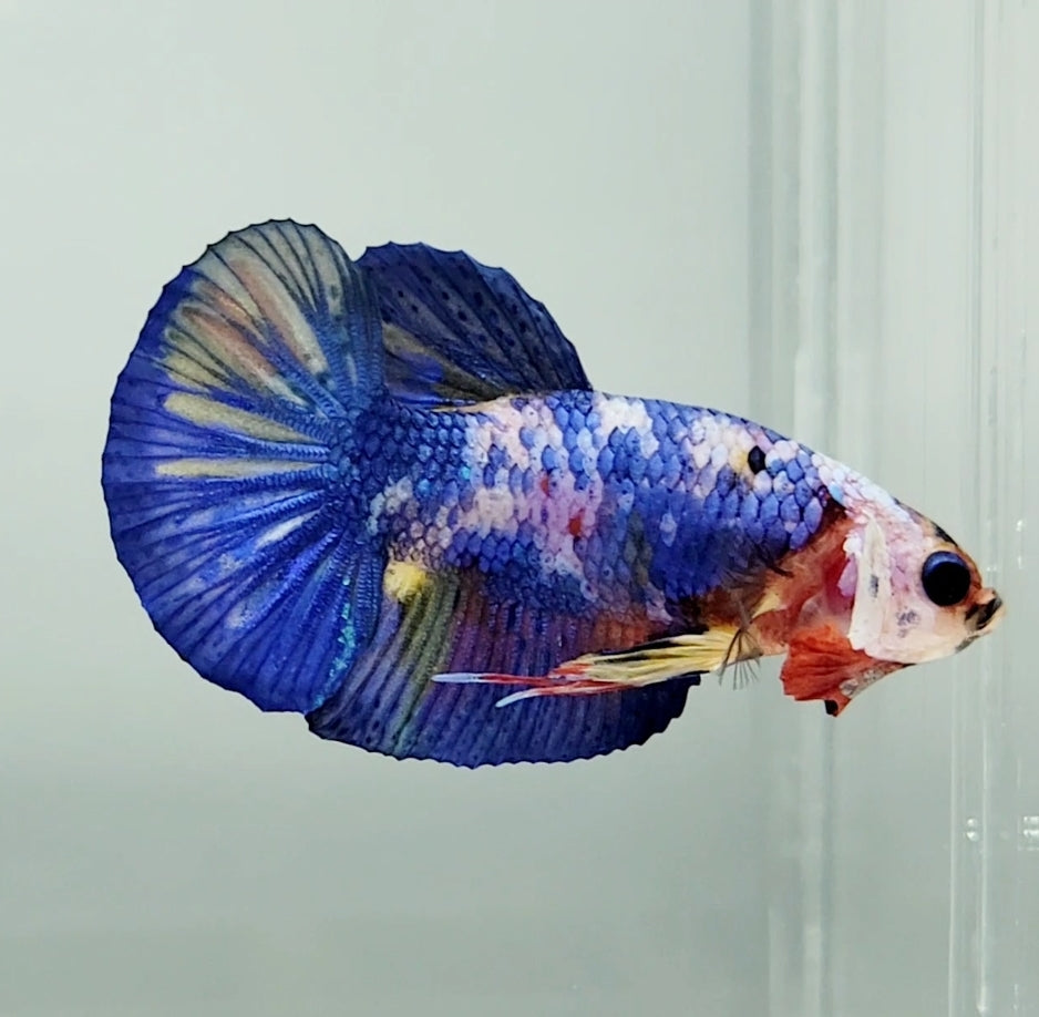 Candy Galaxy Koi Male Betta Fish GK0910 — JV Betta