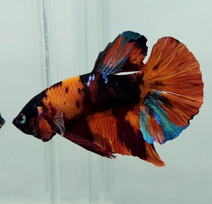 Galaxy Nemo Koi OHMPK Male Betta Fish GK-0939