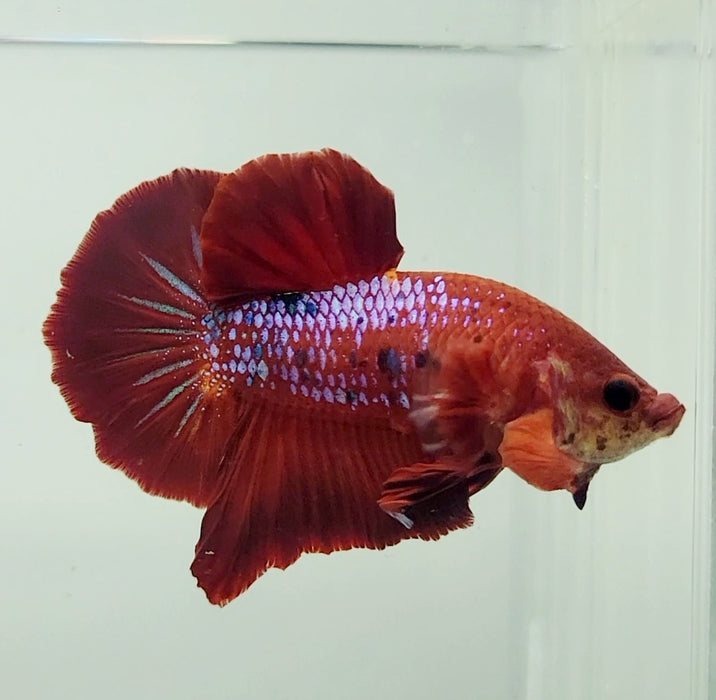 Red Galaxy Koi OHMPK Male Betta Fish GK-0942