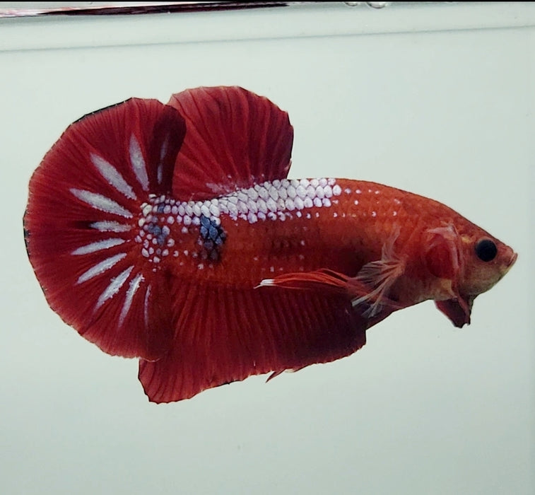 Red Galaxy Koi OHMPK Male Betta Fish GK-0944