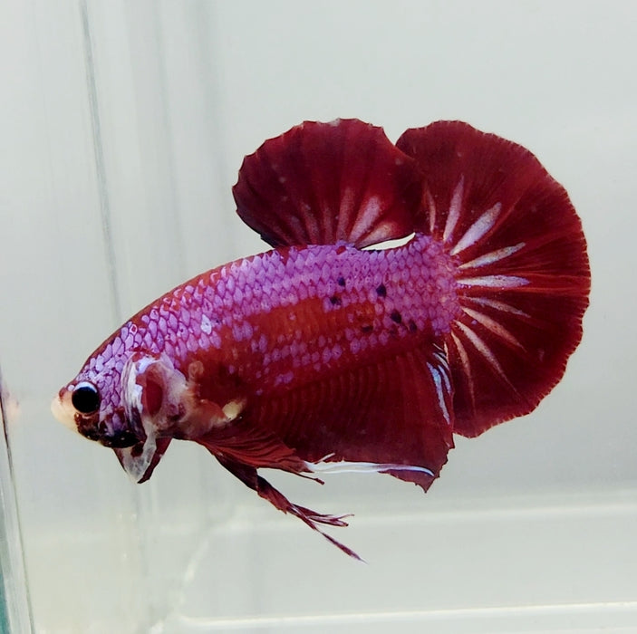 Candy Red Galaxy Koi OHMPK Male Betta Fish GK-0955