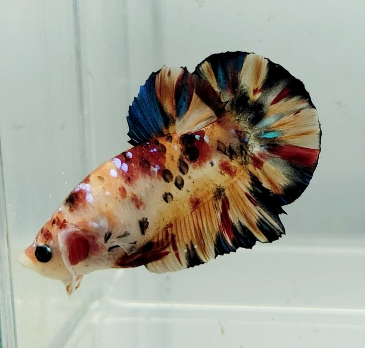 Galaxy Nemo Koi Male Betta Fish GK-0960