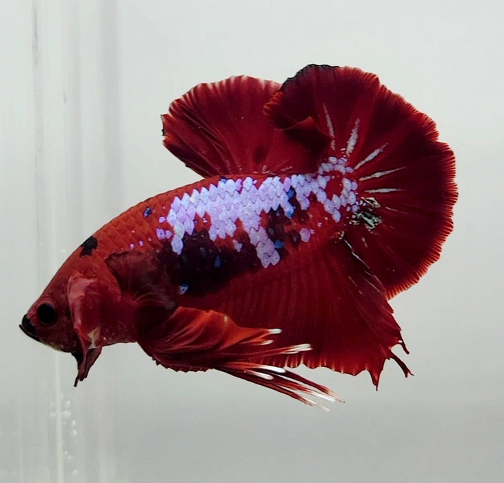 Red Galaxy Koi OHMPK Male Betta Fish GK-0963