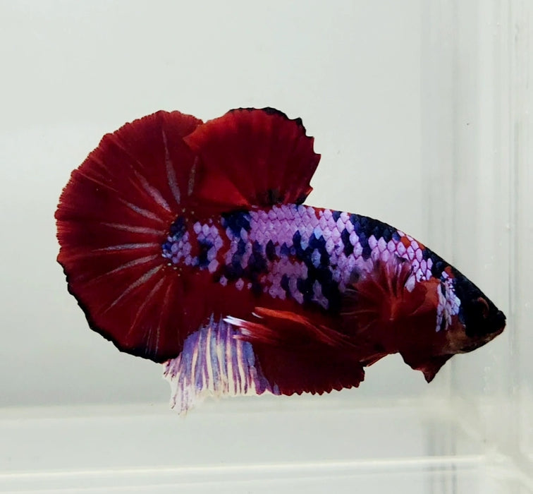 Red Galaxy Koi OHMPK Male Betta Fish GK-0966