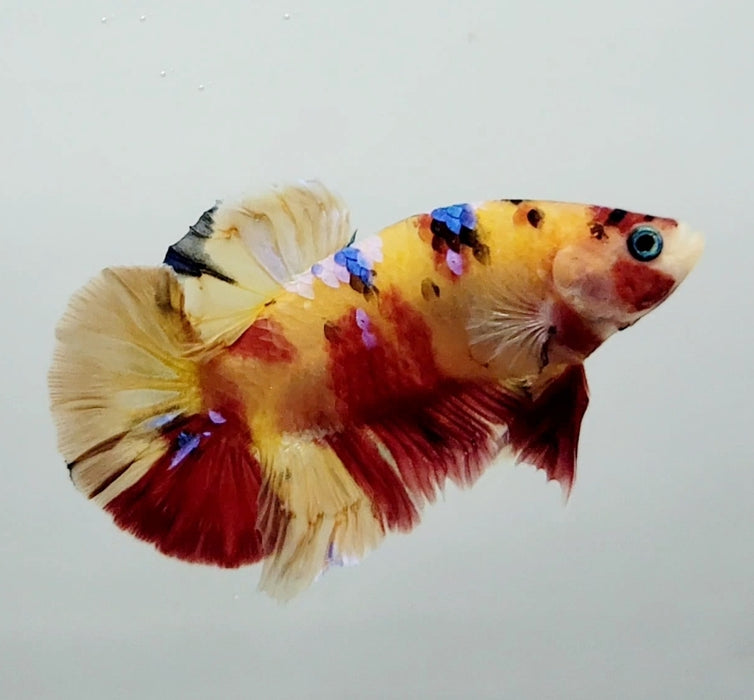 Galaxy Nemo Koi Male Betta Fish GK-0970