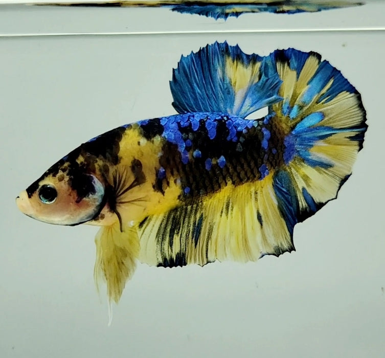 Blue Marble Koi Male Betta Fish GK-0974