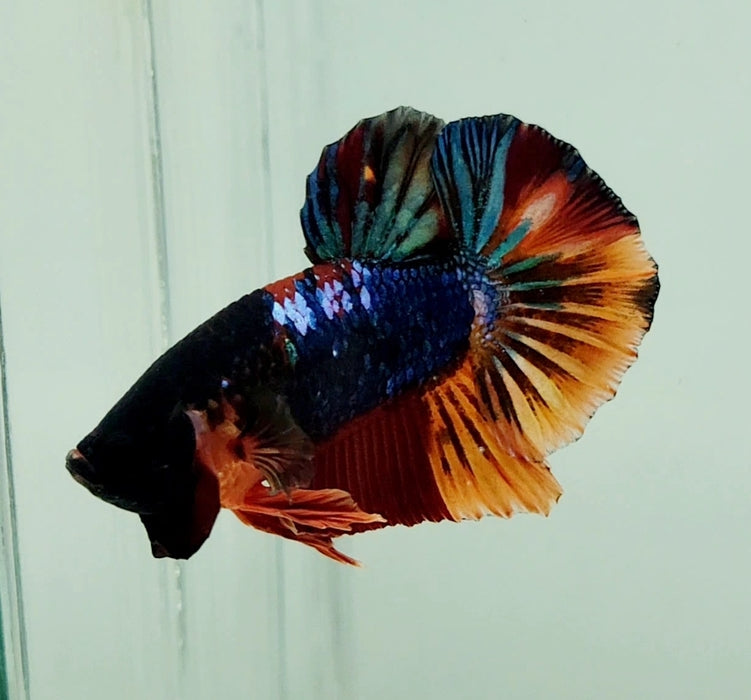 Galaxy Koi OHMPK Male Betta Fish GK-0977
