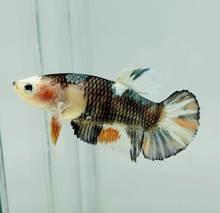 Galaxy Koi Female Betta Fish GK-0980