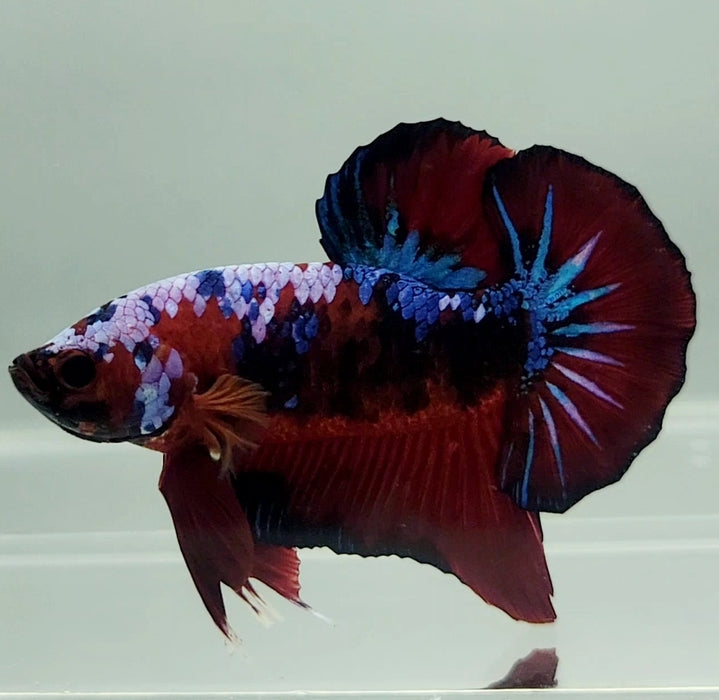 Red Devil Koi OHMPK Male Betta Fish GK-0981