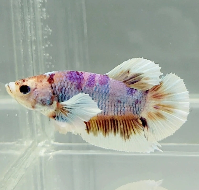 Multicolor Dumbo Male Betta Fish DB0985 — JV Betta