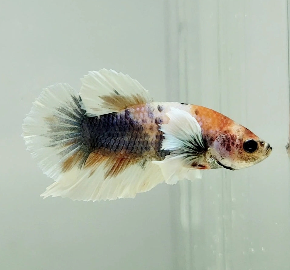 Multicolor Dumbo Male Betta Fish DB0987 — JV Betta