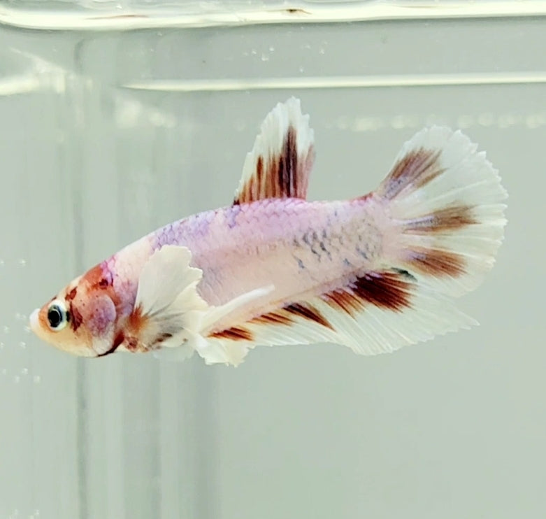 Multicolor Dumbo Male Betta Fish DB0989 — JV Betta