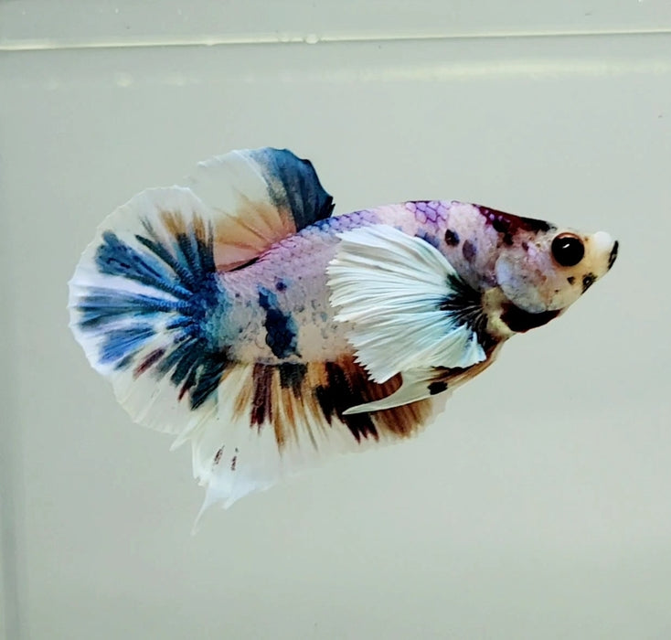 Multicolor Dumbo Male Betta Fish DB-0991