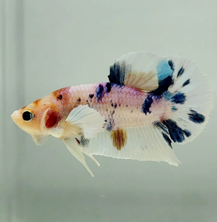 Multicolor Dumbo Male Betta Fish DB1006 — JV Betta