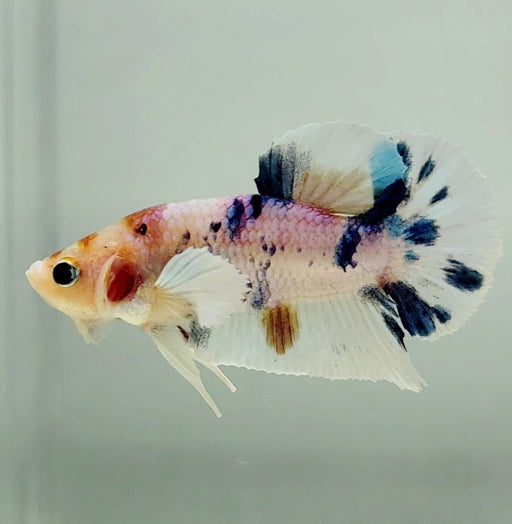 Multicolor Dumbo Male Betta Fish DB-1006