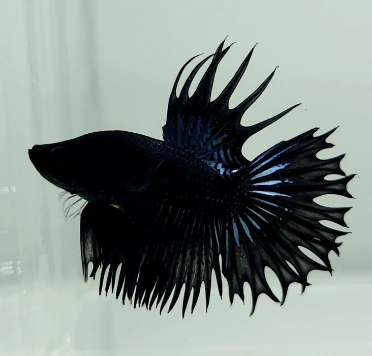 Midnight Black Orchid Crowntail Betta Fish CT-1009