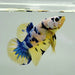 Blue Marble Male Betta Fish BM-1011