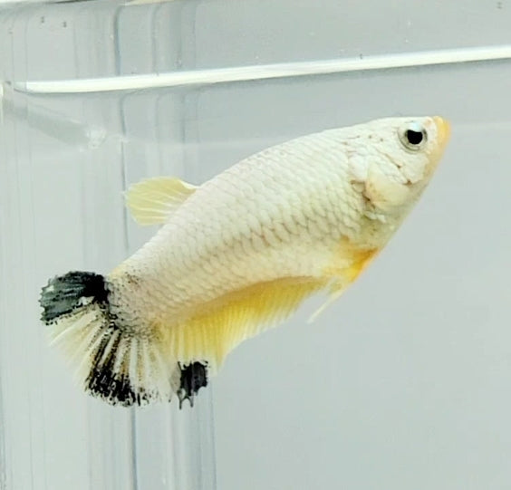 White Copper Koi Female Betta Fish WC-1019