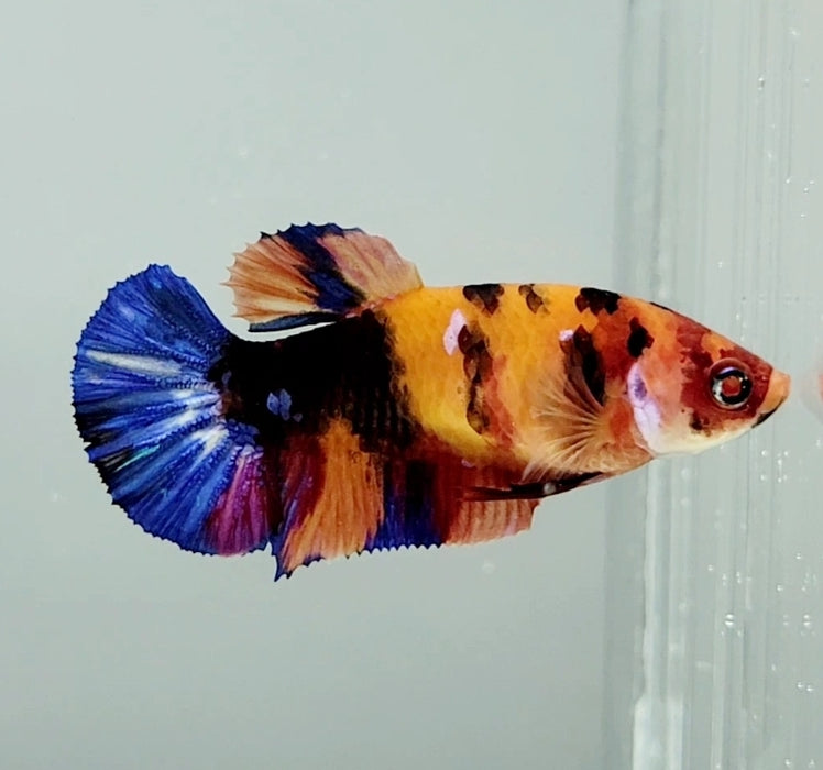 Galaxy Nemo Koi Female Betta Fish GK-1022