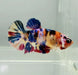 Candy Galaxy Koi Betta Fish GK-1026
