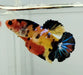 Galaxy Nemo Koi Betta Fish GK-1028