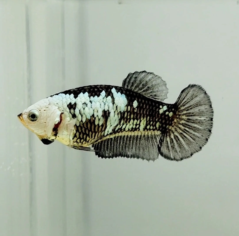 Black Mamba Female Betta Fish BM-1031 — JV Betta
