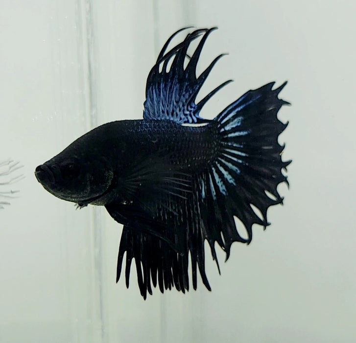 Double Ray Male Crowntail Betta Fish CT-1032