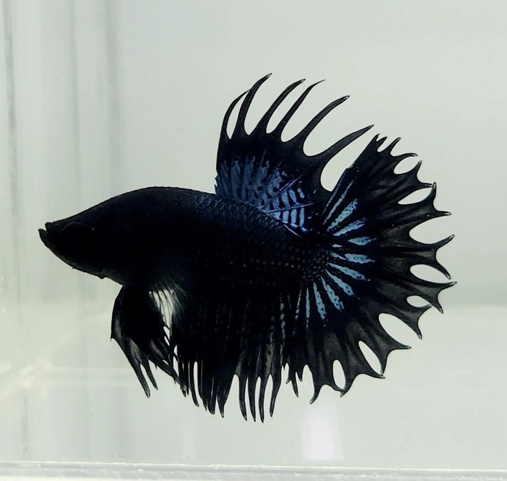 Double Ray Male Crowntail Betta Fish CT-1034