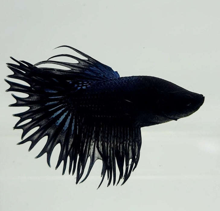 Double Ray Crowntail Betta Fish CT-1035