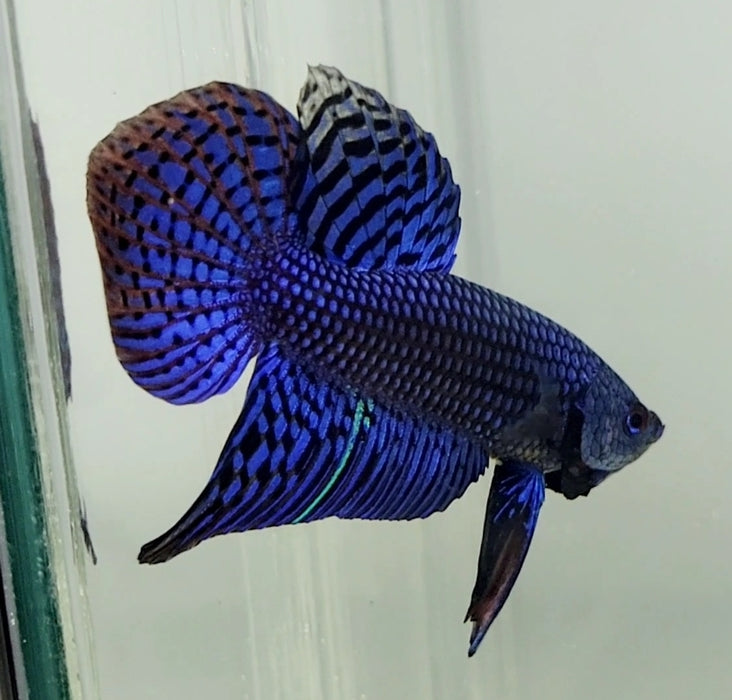 Blue Alien Male Betta Fish BA-1036