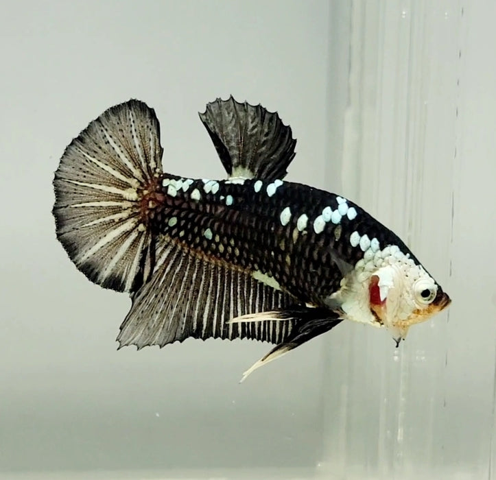 Black Mamba Betta Fish Male BM-1039