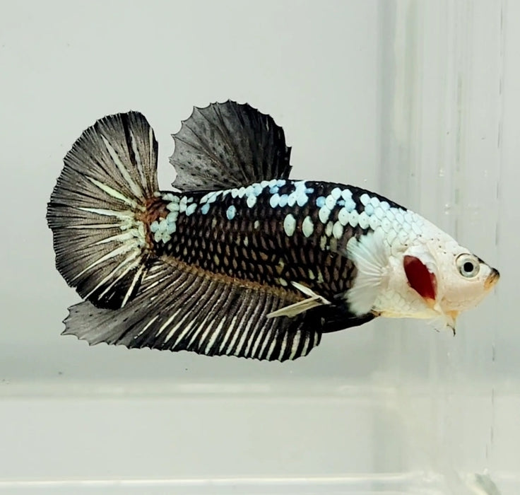 Black Mamba Betta Fish Male BM-1040