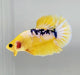 Fancy Yellow Male Betta Fish YF-1042