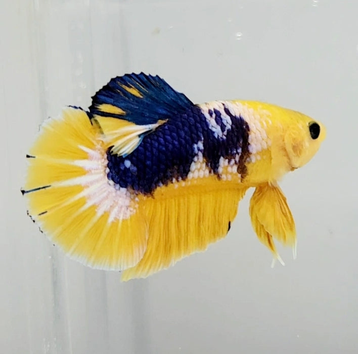 Fancy Yellow Male Betta Fish YF-1044