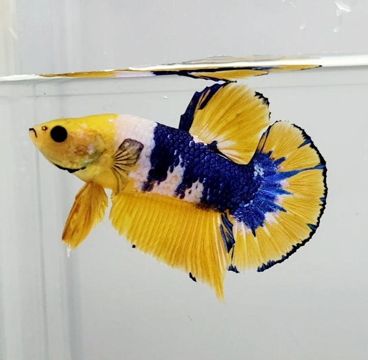 Fancy Yellow Male Betta Fish YF-1045