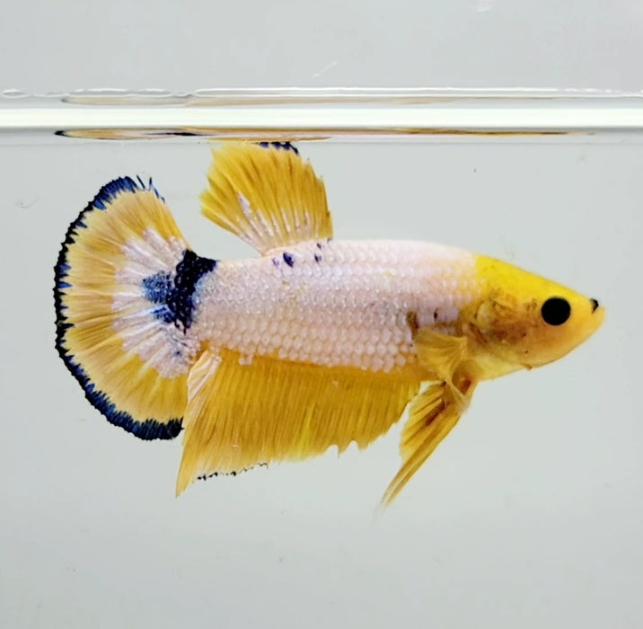 Fancy Yellow Male Betta Fish YF-1047