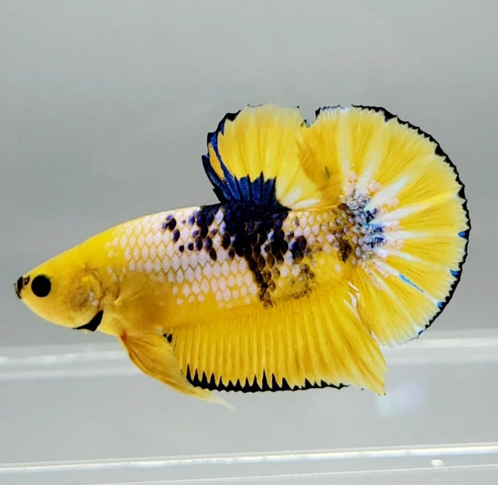 Fancy Yellow Male Betta Fish YF-1048