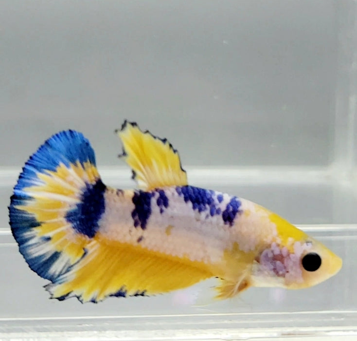 Fancy Yellow Male Betta Fish YF-1049