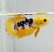 Fancy Yellow Male Betta Fish YF-1050