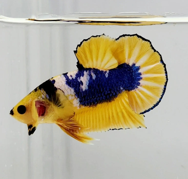 Fancy Yellow Male Betta Fish YF-1053