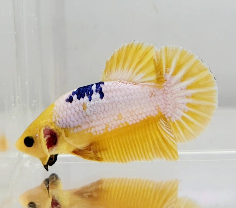 Fancy Yellow Male Betta Fish YF-1054